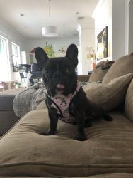 Lost Female Dog last seen idk, DeLand, FL 32720