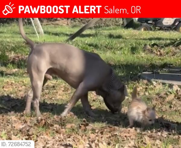 Lost Male Dog last seen Lancaster st and winema, Salem, OR 97305