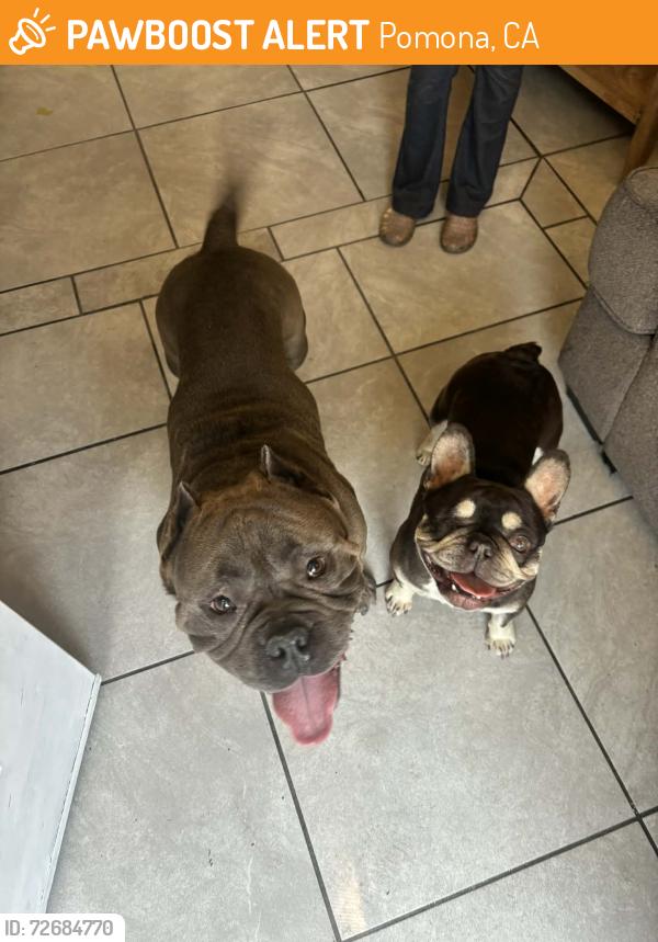 Found/Stray Unknown Dog last seen Mission & Towne POMONA CA, Pomona, CA 91766