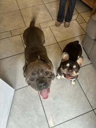 Found/Stray Unknown Dog last seen Mission & Towne POMONA CA, Pomona, CA 91766