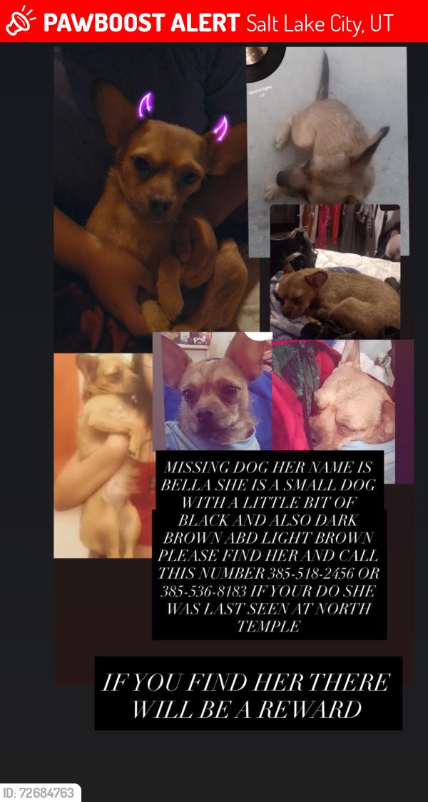 Lost Female Dog last seen Near w north temple , Salt Lake City, UT 84116
