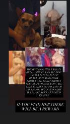 Lost Female Dog last seen Near w north temple , Salt Lake City, UT 84116