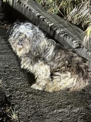 Found/Stray Unknown Dog last seen West Spruce St. & N Macy St., San Bernardino, CA 92410