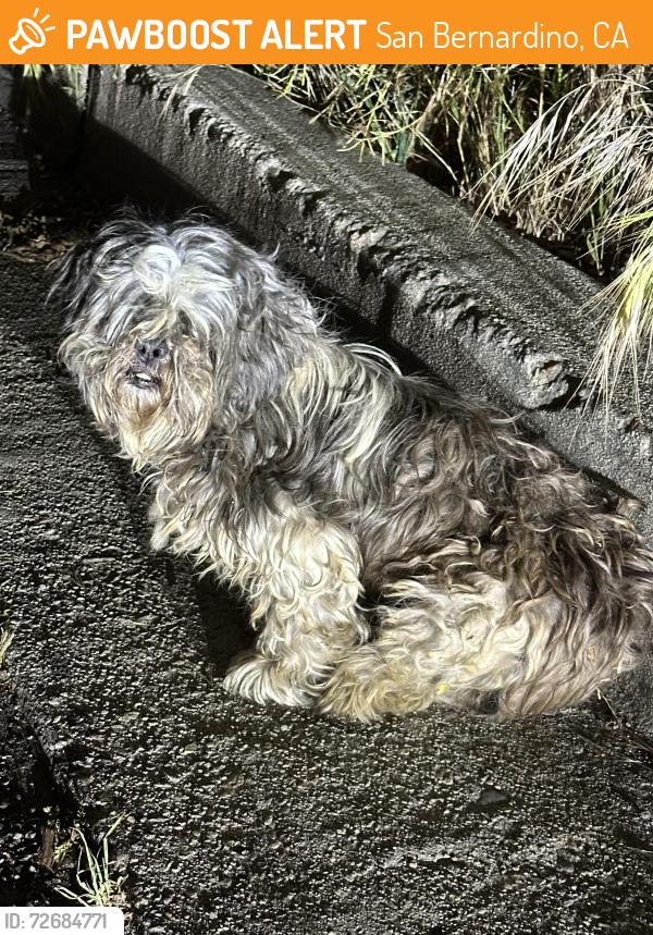 Found/Stray Unknown Dog last seen West Spruce St. & N Macy St., San Bernardino, CA 92410