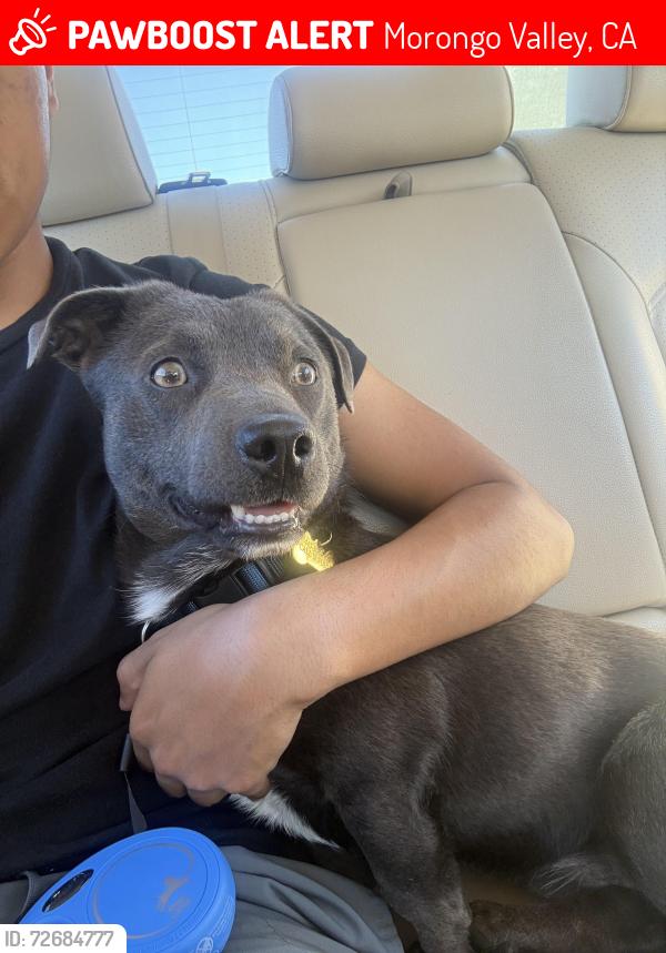 Lost Male Dog last seen Craver rd Morongo valley, Morongo Valley, CA 92256