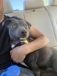 Lost Male Dog last seen Craver rd Morongo valley, Morongo Valley, CA 92256