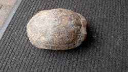 Found/Stray Unknown Reptile last seen Camden & Curtner next to Starbucks, Campbell, CA 95008