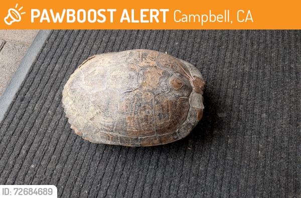 Found/Stray Unknown Reptile last seen Camden & Curtner next to Starbucks, Campbell, CA 95008
