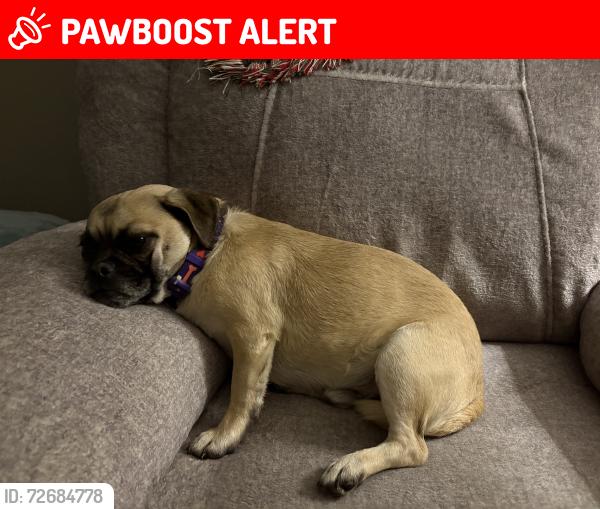 Lost Male Dog last seen Meadowood and Greenvale, Rancho Santa Margarita, CA 92688