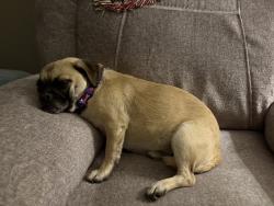 Lost Male Dog last seen Meadowood and Greenvale, Rancho Santa Margarita, CA 92688