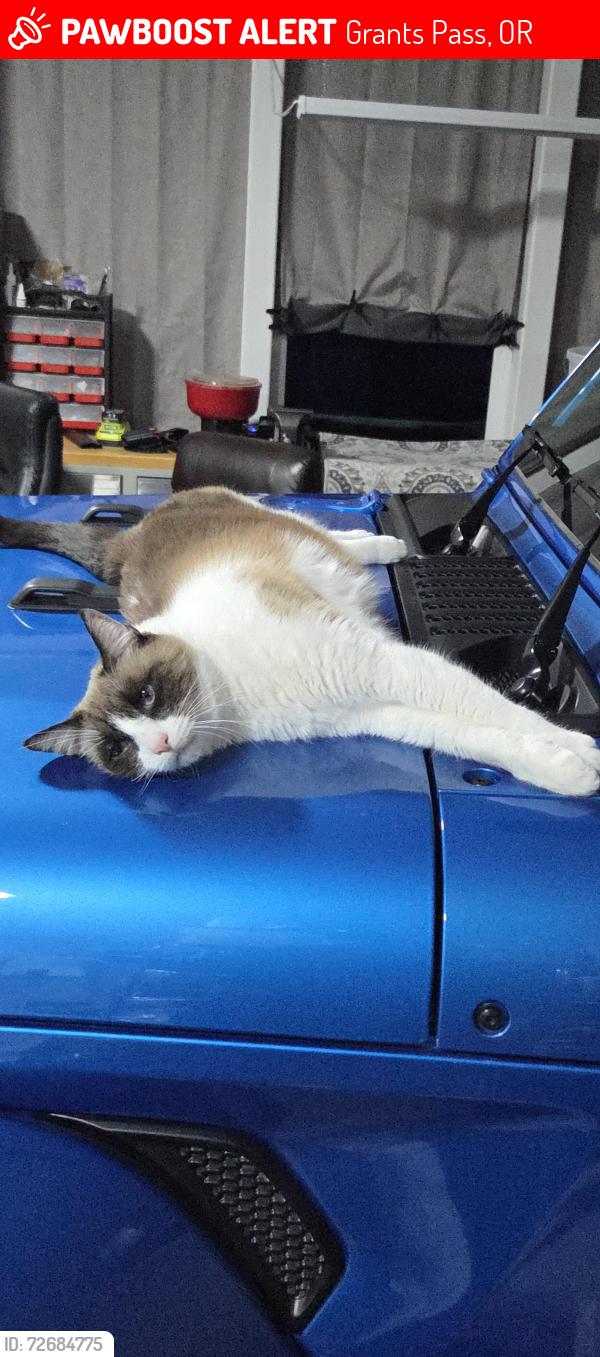 Lost Male Cat last seen Dietz Rd, Grants Pass, OR 97527