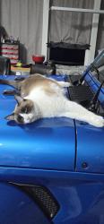 Lost Male Cat last seen Dietz Rd, Grants Pass, OR 97527