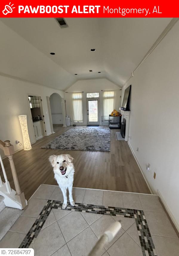 Lost Male Dog last seen Sturbridge commons, Montgomery, AL 36116