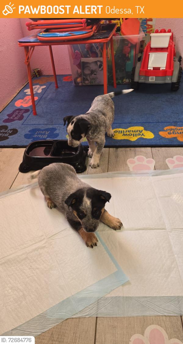 Found/Stray Female Dog last seen Odessa tx , Odessa, TX 79763