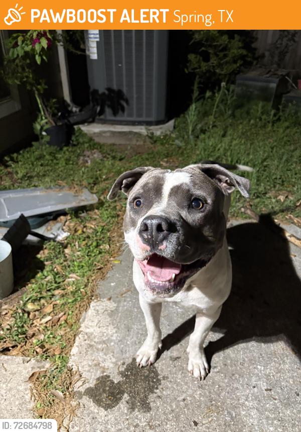Found/Stray Male Dog last seen City Place , Spring, TX 77389
