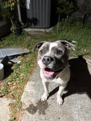 Found/Stray Male Dog last seen City Place , Spring, TX 77389