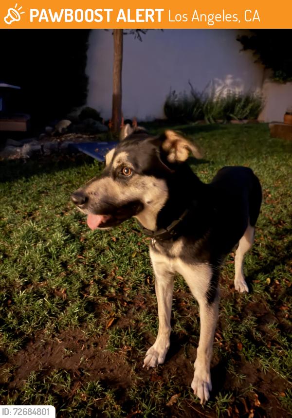 Found/Stray Female Dog last seen 79th & Airlane, Los Angeles, CA 90045