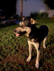Found/Stray Female Dog last seen 79th & Airlane, Los Angeles, CA 90045