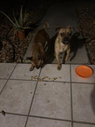 Found/Stray Male Dog last seen La Bahia , San Antonio, TX 78233