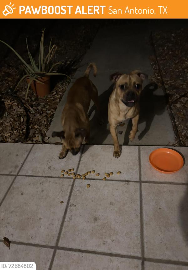 Found/Stray Male Dog last seen La Bahia , San Antonio, TX 78233