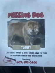 Lost Male Dog last seen Near , Caddo Mills, TX 75135