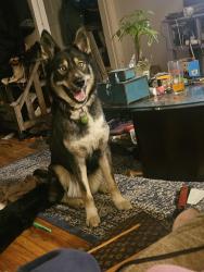 Lost Female Dog last seen Near ave and 97 st, Edmonton, AB T5G 1Y7