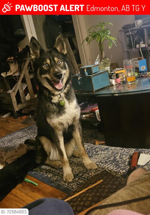 Lost Female Dog last seen Near ave and 97 st, Edmonton, AB T5G 1Y7