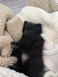 Lost Female Dog last seen West Papeete st Wilmington ca, Los Angeles, CA 90744