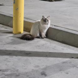 Found/Stray Unknown Cat last seen highway 59 merced ca, Merced, CA 95340