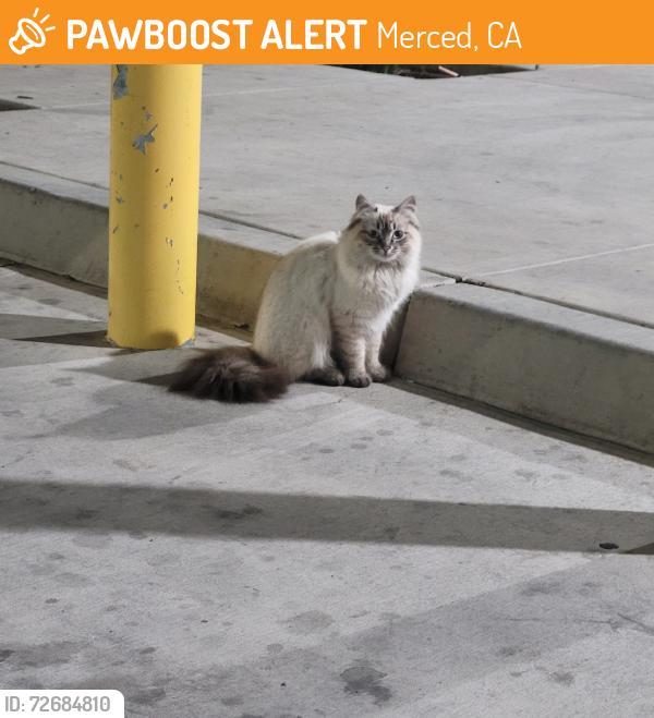 Found/Stray Unknown Cat last seen highway 59 merced ca, Merced, CA 95340