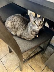 Lost Male Cat last seen Power and Guadalupe , Gilbert, AZ 85234