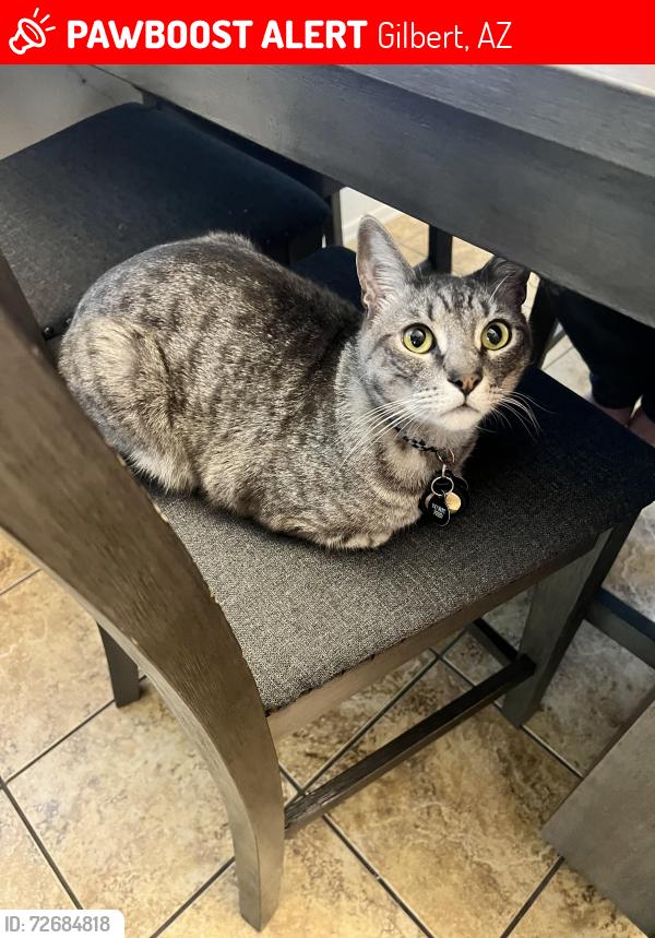 Lost Male Cat last seen Power and Guadalupe , Gilbert, AZ 85234