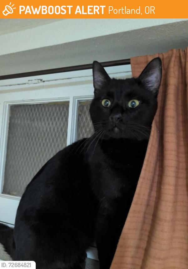 Found/Stray Male Cat last seen SE Francis St and SE 47th Ave, Portland, OR 97206