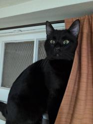 Found/Stray Male Cat last seen SE Francis St and SE 47th Ave, Portland, OR 97206