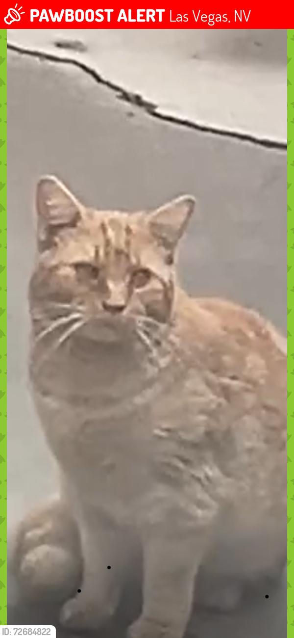 Lost Male Cat last seen eastern and okey, Las Vegas, NV 89101