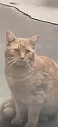 Lost Male Cat last seen eastern and okey, Las Vegas, NV 89101
