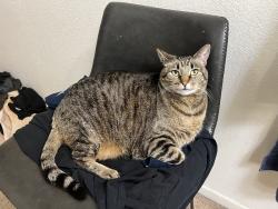 Lost Female Cat last seen Miesque Ct & Charismatic Dr, Reno, NV 89521