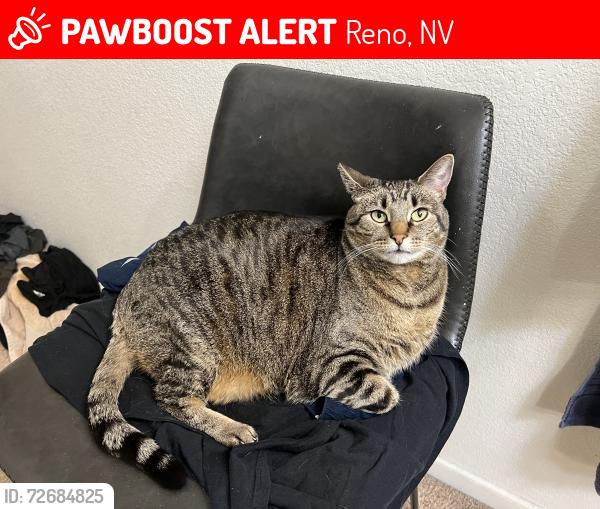 Lost Female Cat last seen Miesque Ct & Charismatic Dr, Reno, NV 89521