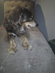 Found/Stray Female Dog last seen 41st Ave & W. Peoria Ave, Phoenix, AZ 85029