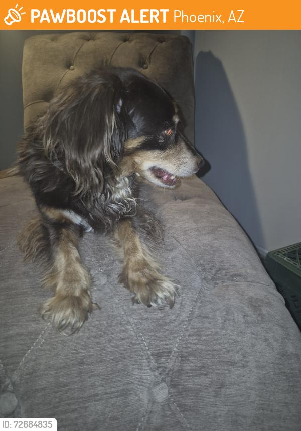Found/Stray Female Dog last seen 41st Ave & W. Peoria Ave, Phoenix, AZ 85029