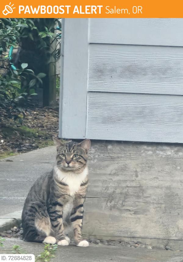 Found/Stray Unknown Cat last seen Orchard Heights , Salem, OR 97304