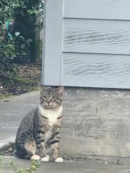 Found/Stray Unknown Cat last seen Orchard Heights , Salem, OR 97304