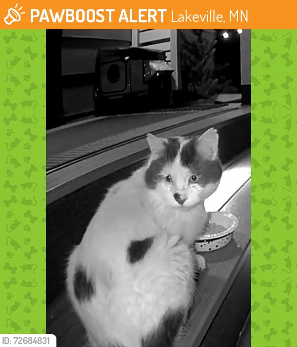 Found/Stray Unknown Cat last seen 207th St, Lakeville, MN 55044