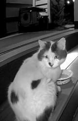 Found/Stray Unknown Cat last seen 207th St, Lakeville, MN 55044