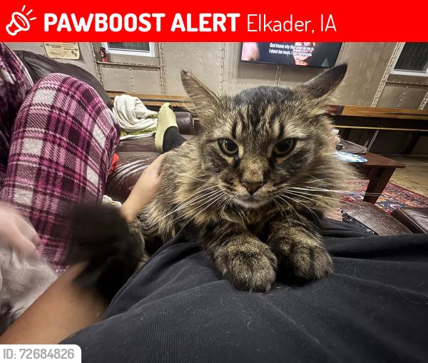 Lost Female Cat last seen Trees behind the Jailhouse Inn. , Elkader, IA 52043