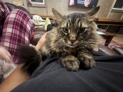 Lost Female Cat last seen Trees behind the Jailhouse Inn. , Elkader, IA 52043