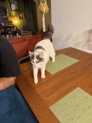 Found/Stray Female Cat last seen Bixby dominos, Bixby, OK 74008