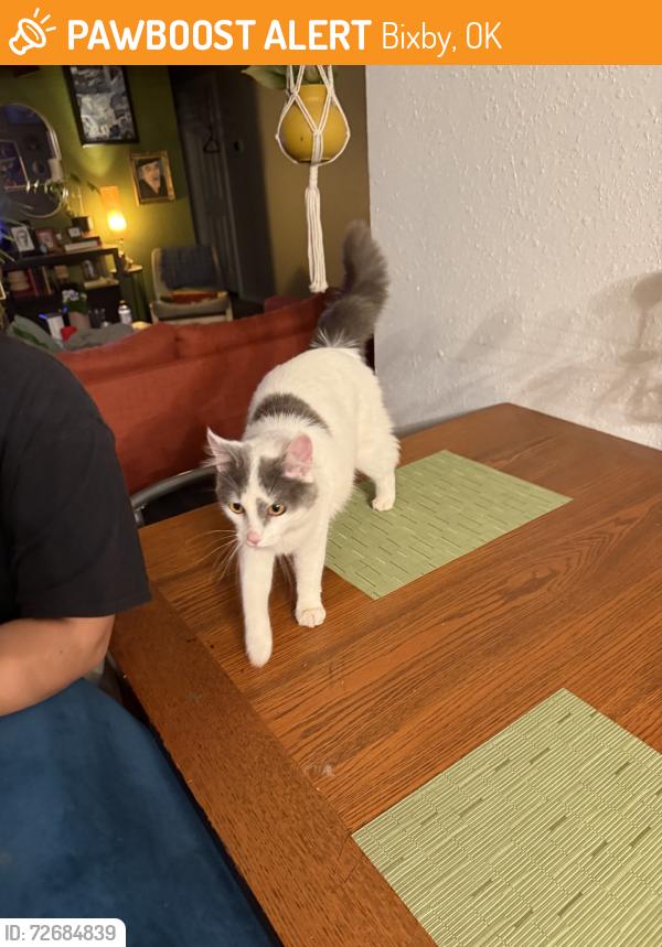 Found/Stray Female Cat last seen Bixby dominos, Bixby, OK 74008