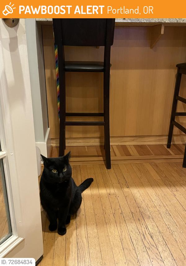 Found/Stray Male Cat last seen NE 13th & NE Stanton St, Portland, OR 97212
