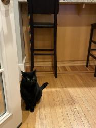Found/Stray Male Cat last seen NE 13th & NE Stanton St, Portland, OR 97212